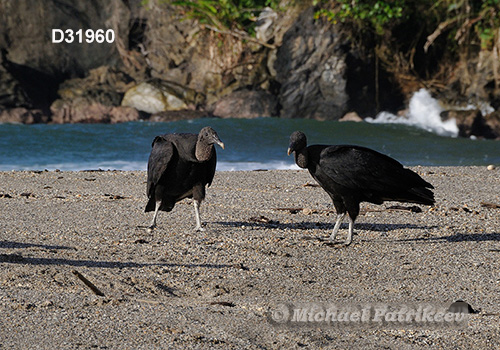 Coragyps atratus is widely distributed in the Americas from the eastern United States to central Chile and Argentina; occurs in Trinidad